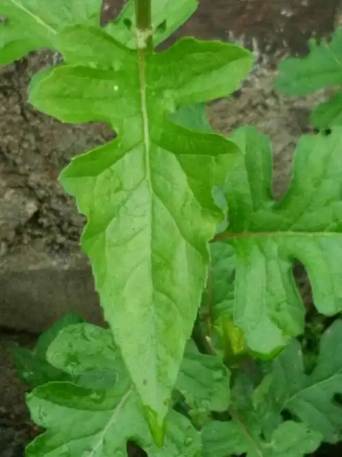 千里光―菊科―叶片羽状深裂,叶端渐尖,叶缘有细锯齿.