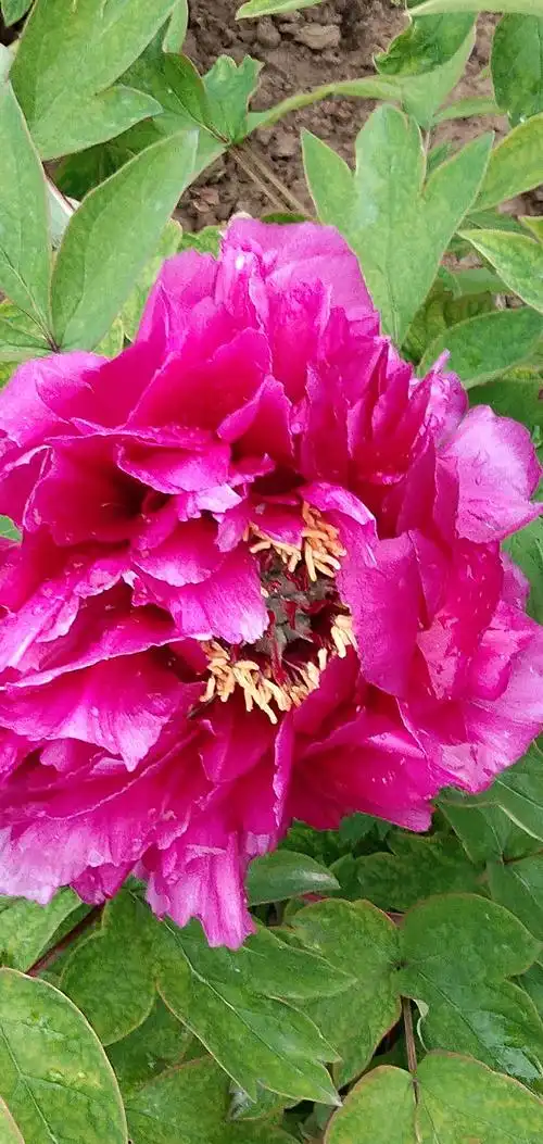 牡丹花相册 请欣赏 百花争艳 繁花怒绽 万紫千红 高贵丽艳
