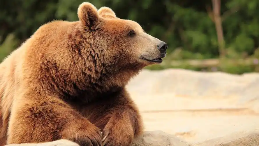brown bear, head, paws 4k