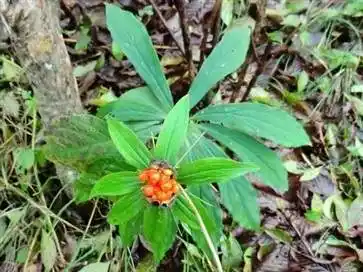 解毒,抗癌,凉血,清热,散瘀,熄风,消肿,止咳,止痛别名:蚤休,七叶莲