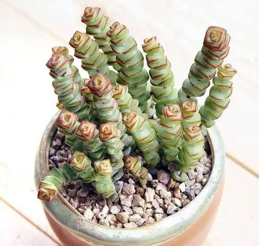 6种"金钱花",寓意招财进宝,养一盆在家里,富贵又吉祥_植物_叶片_是一