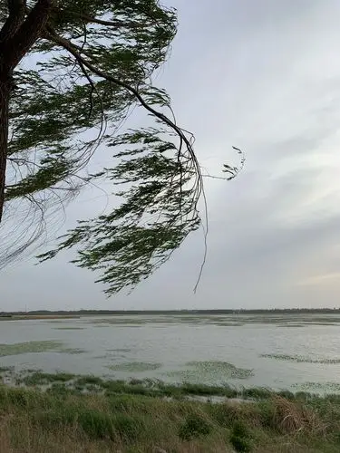 狂风中的湿地公园