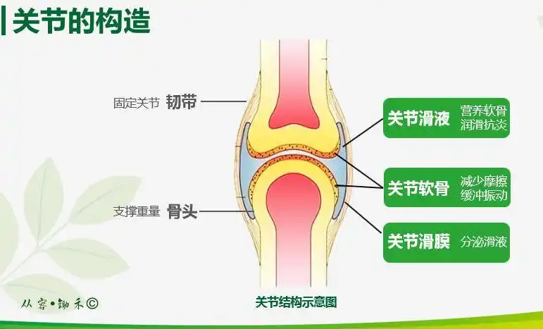 其它 关节的寿命60年,你必须了解的5点知识 写美篇①关节腔里的关节滑