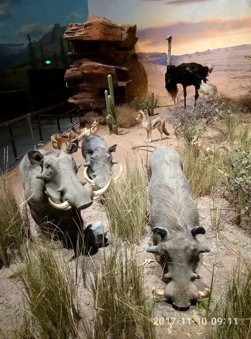 游览青岛贝林自然博物馆