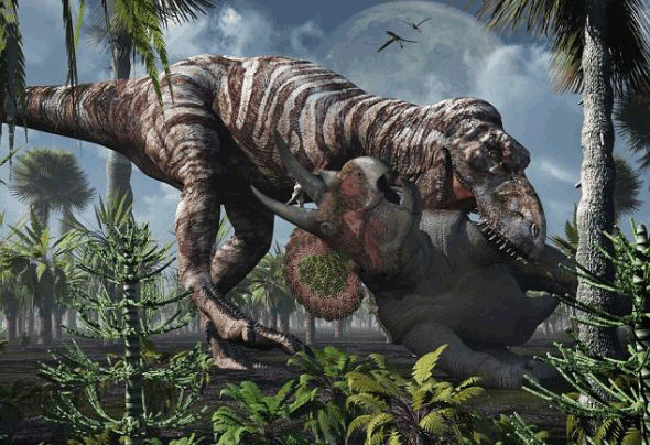 揭秘霸王龙如何捕食三角龙先斩首后享用