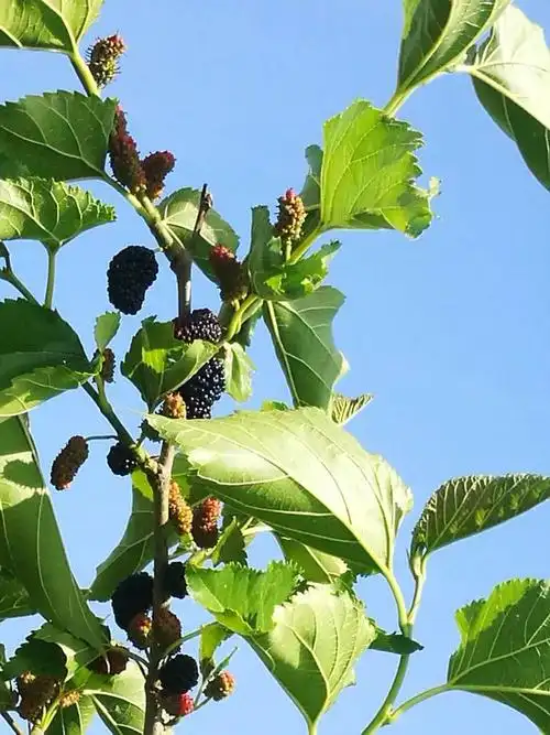 千棵桑葚树挂满果,又到采摘桑葚的时候了,今年的桑葚熟了!