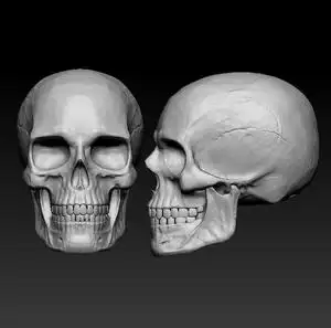 骷髅三维立体图圆雕图stl文件头骨骷髅头雕刻机图纸3d模型951