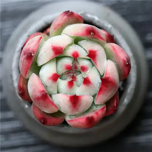 水蜜桃多肉植物稀有品种罕见肉肉莲花老桩室内多肉植物