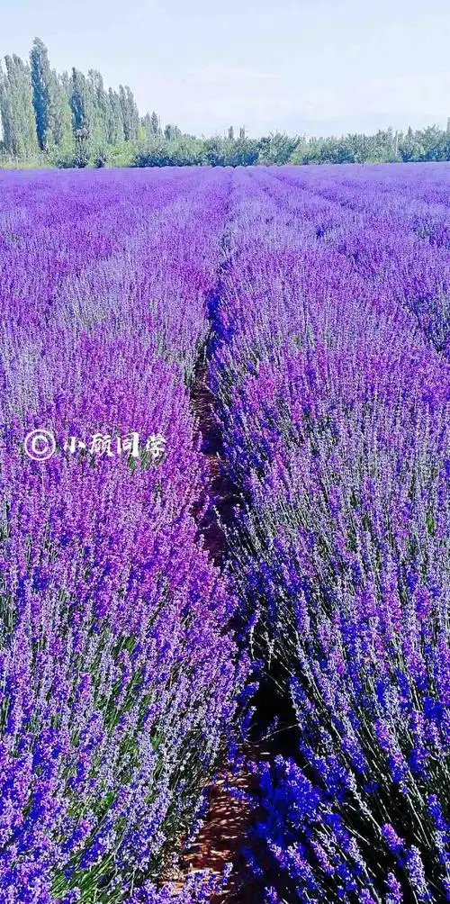 伊犁的紫色梦幻仙境