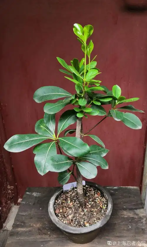 只要认真再普通的植物也能养好海桐