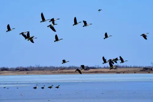 迁徙中的天鹅大雁原创拍摄