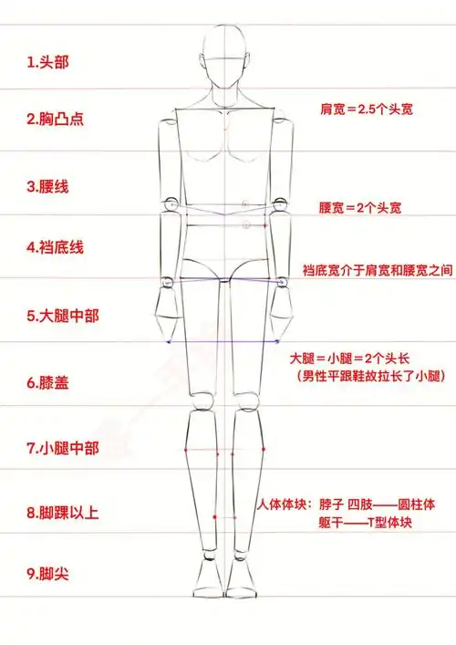 服装设计手绘入门基础系列男人体比例