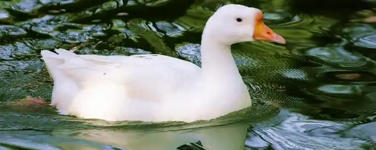 鸭子的尾巴有什么作用鸭子可以只养一只吗