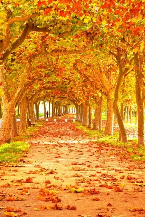 秋天铺满落叶的小道 唯美意境