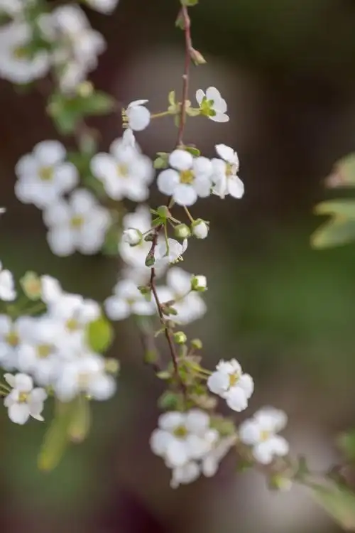 首发李叶绣线菊