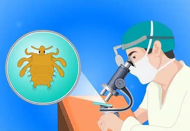 阴虱是什么为何现在很多人得阴虱离不开2个传播途径