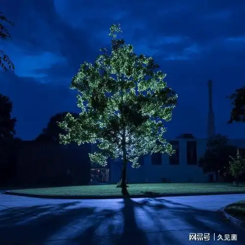 月亮树成登月活见证登月骗局论或让人类活成智慧上的不同物种