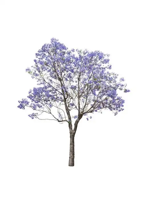 阿喵的淼淼淼~从oo苏苏oo转采于2020-03-31 11:45:02蓝花楹c-素材阿喵