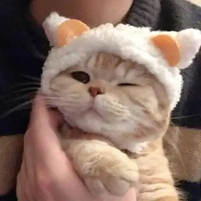 高清可爱的萌宠小猫头像图片