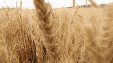 城市的车水马龙吹向我脸庞……"当微风带着收获的味道金色的麦浪