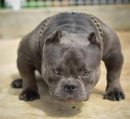 为什么不建议养"恶霸犬"?浑身是缺点,养不起