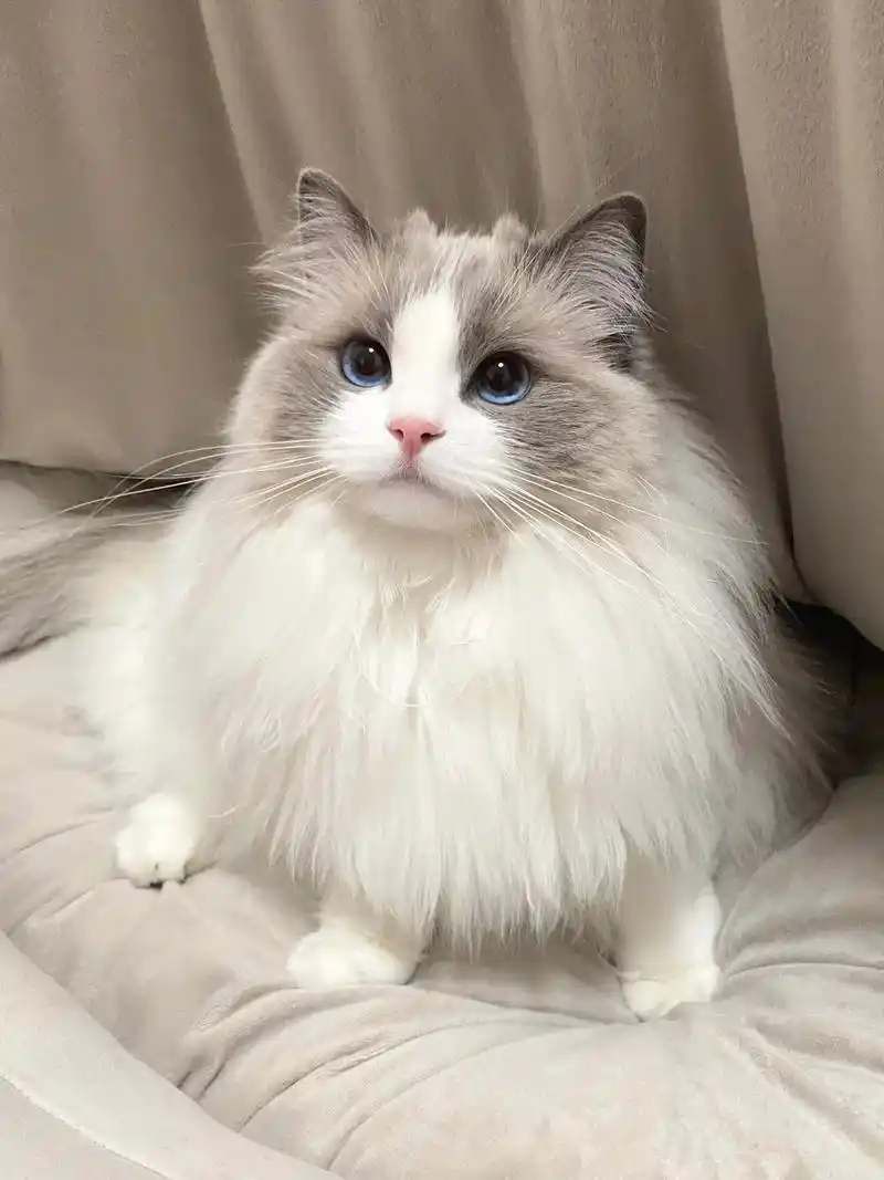 海双布偶猫1800一只蹲铲屎官自家繁殖的布偶猫幼猫,弟弟妹 - 抖音