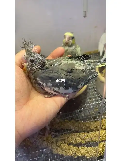 原始灰玄凤鹦鹉