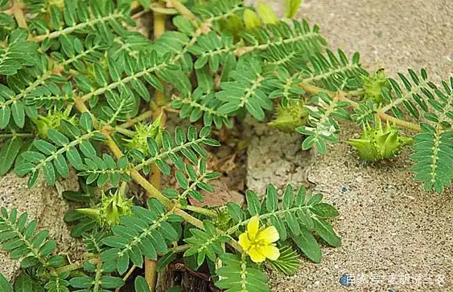 药材- 热门商品专区
