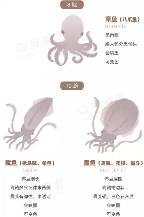 你吃的到底是章鱼,鱿鱼,还是墨鱼?好多小伙伴傻傻分不清楚