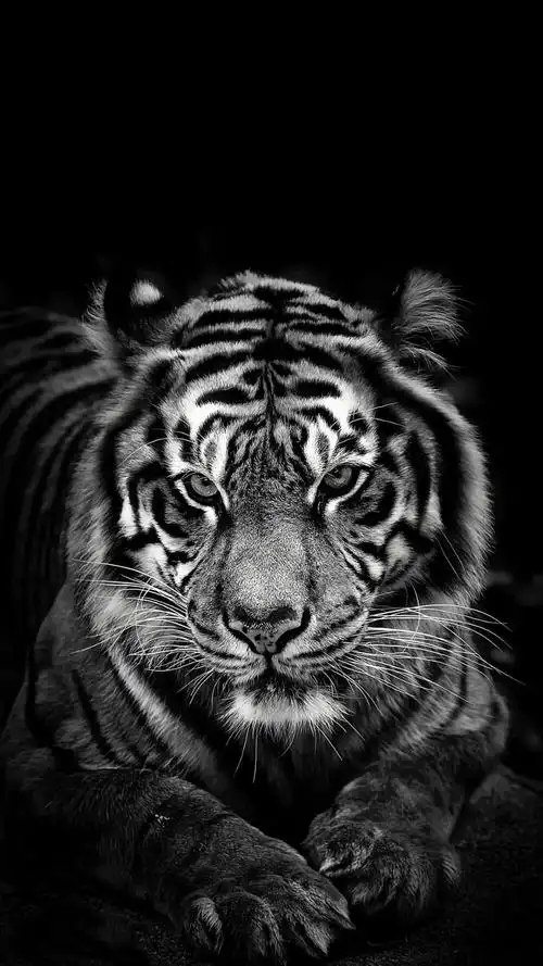 老虎- 堆糖,美图壁纸兴趣社区