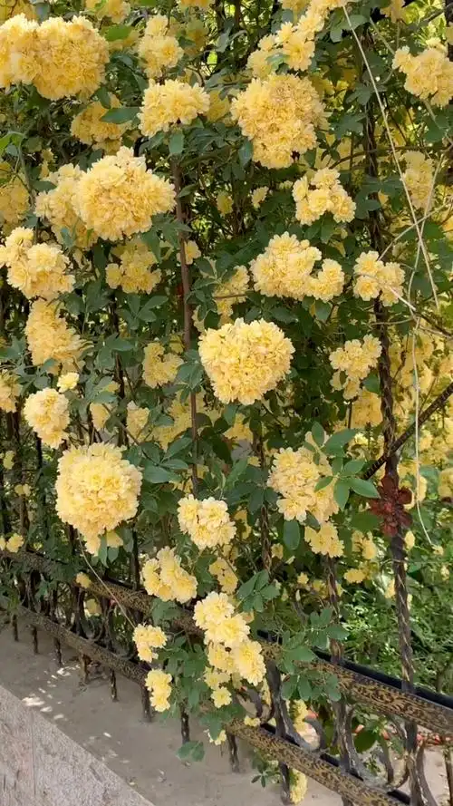 藤本黄木香花量超多