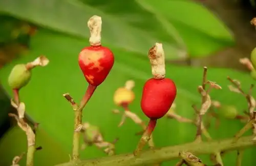 香豆蔻的功效与作用
