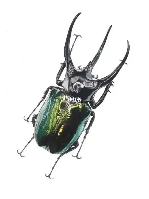 写实水彩昆虫质感