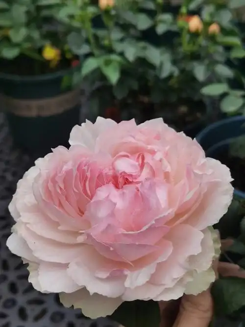 里[偷笑]67佩尔朱克跟波莱罗今天已经开炸了,太吓人,这么大#月季