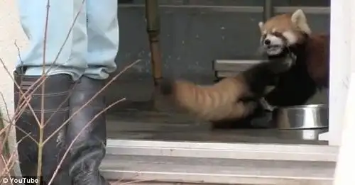 小熊猫受惊四脚朝天表情萌 被封"表情帝" 图