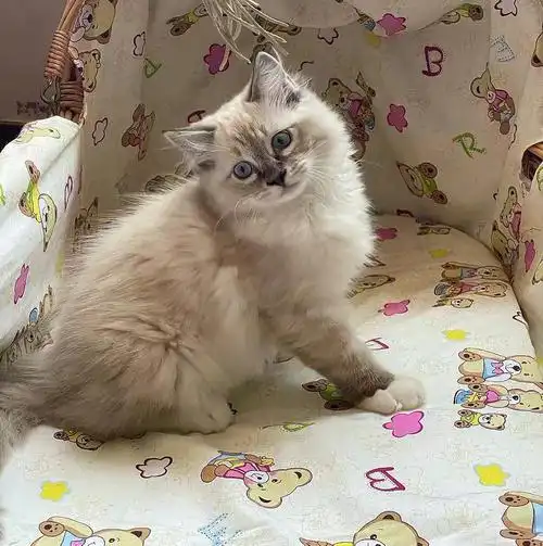 想养一只山猫手套色布偶