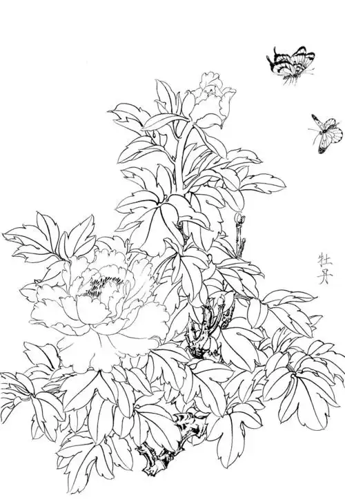 []0017_工笔画春夏花卉白描线稿素材高清图牡丹_0x0px_jpg_600dpi_3
