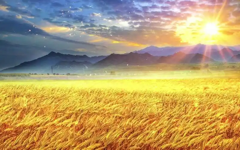 【免费分享】金色麦浪歌曲背景视频素材