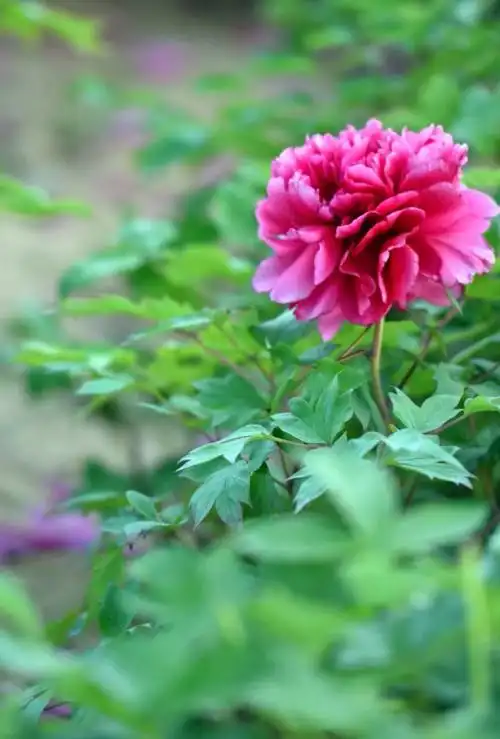 花开富贵一一一风景摄于曹州牡丹园