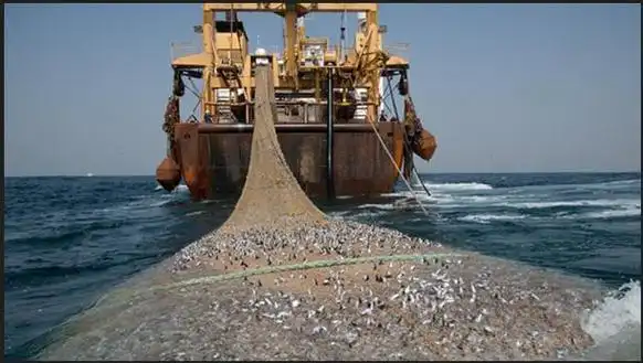 世界最大拖网渔船一次捕捞三百多吨巨大鲸鱼都难逃拖网