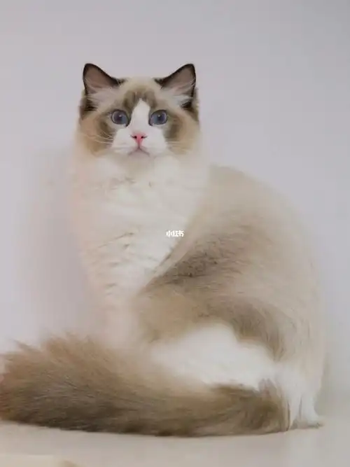 现猫|布偶猫海双弟弟-tesla蹲家长