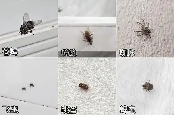 九成人不知蟑螂天敌是啥屋内放个它蟑螂消失不见了