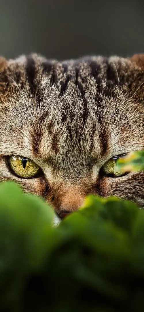 萌宠喵星人可爱摄影手机壁纸