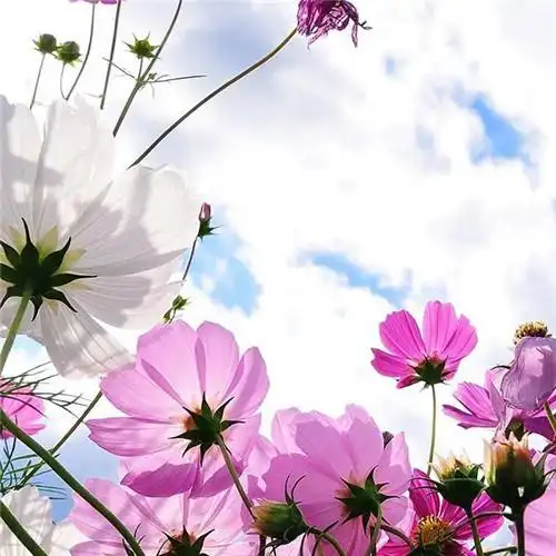 最美格桑花头像图片