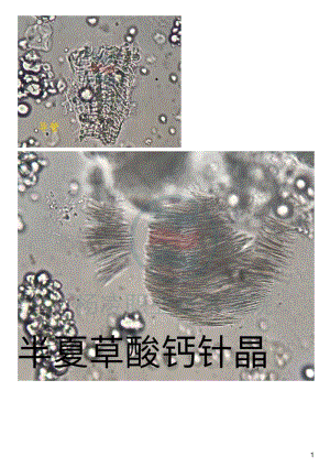 3#--显微图片:半夏
