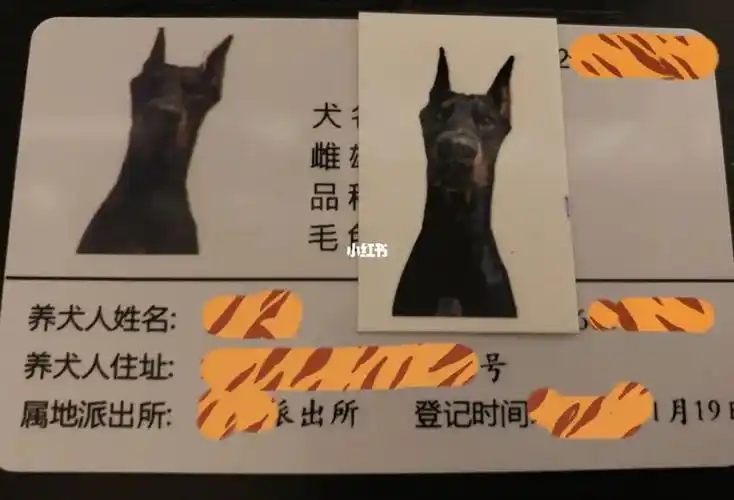 北京狗证证件照