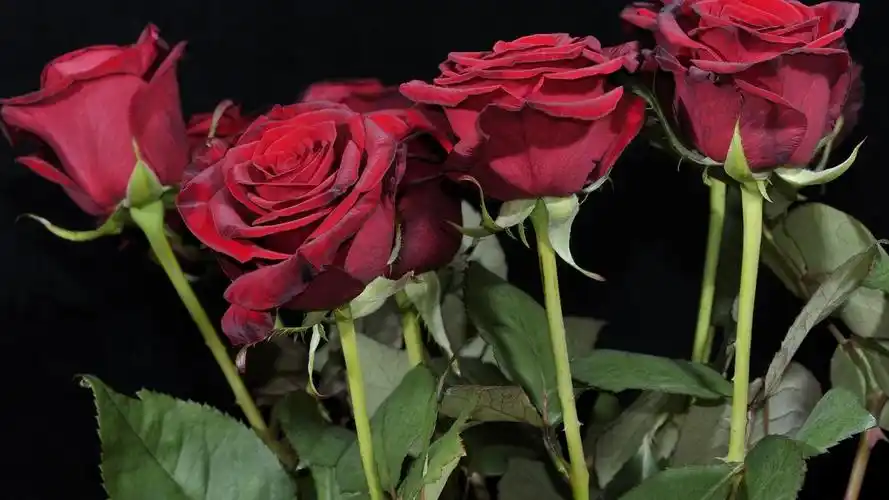 红玫瑰花,黑色背景 壁纸