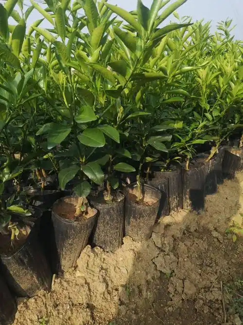 沃柑苗 香橙沃柑杯苗