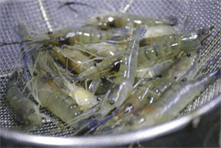 美腩子烧汁虾每家店都是人满为患!