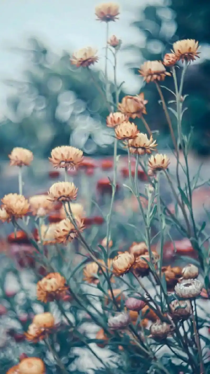 唯美好看的小花图片手机壁纸